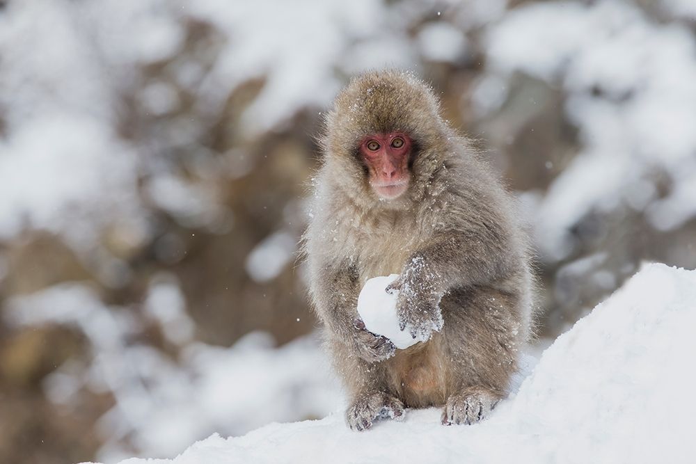 Japan-Nagano A young Japanese macaque plays with a snowball art print by Ellen Goff for $57.95 CAD